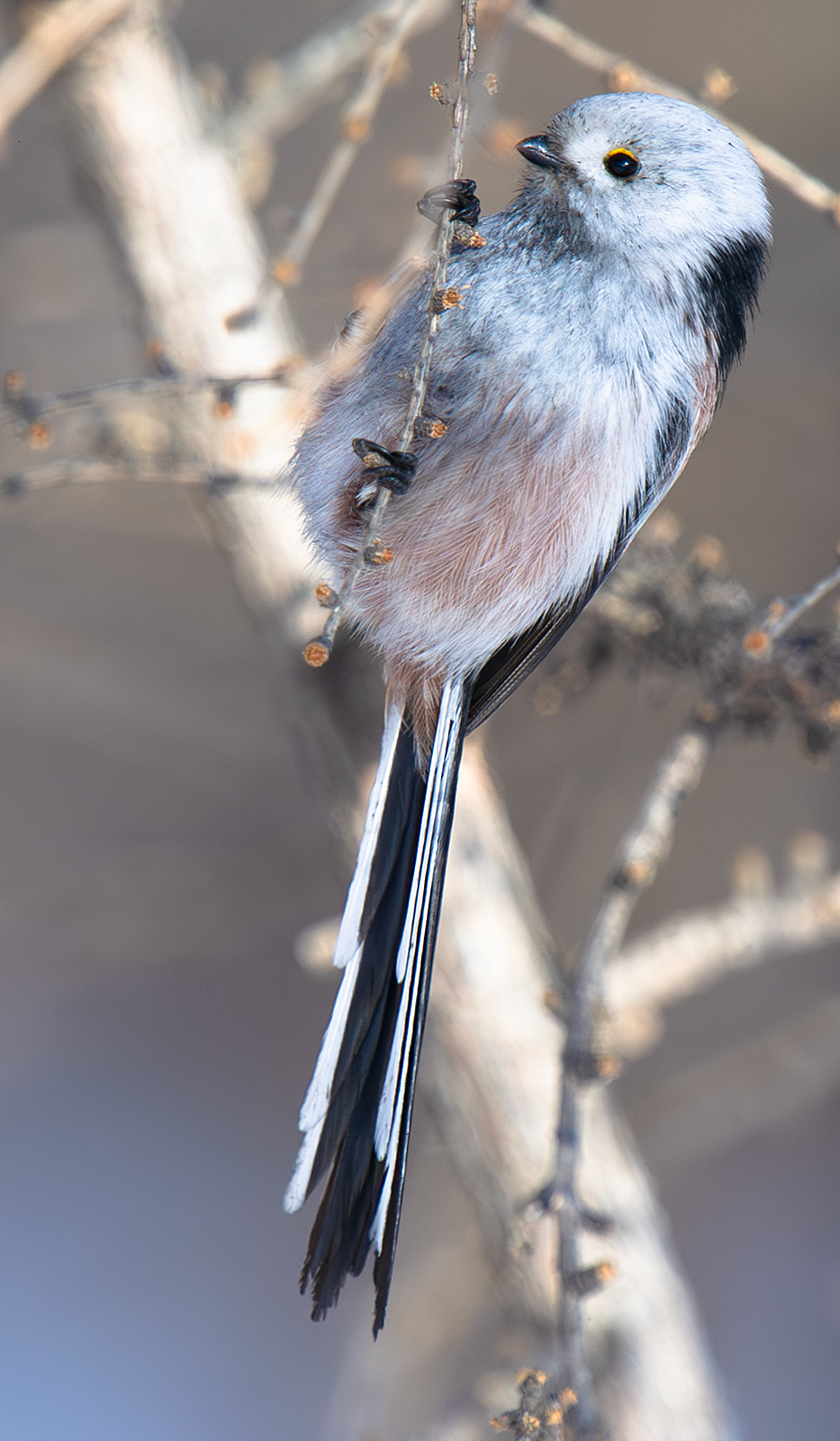 Long-tailed Tit