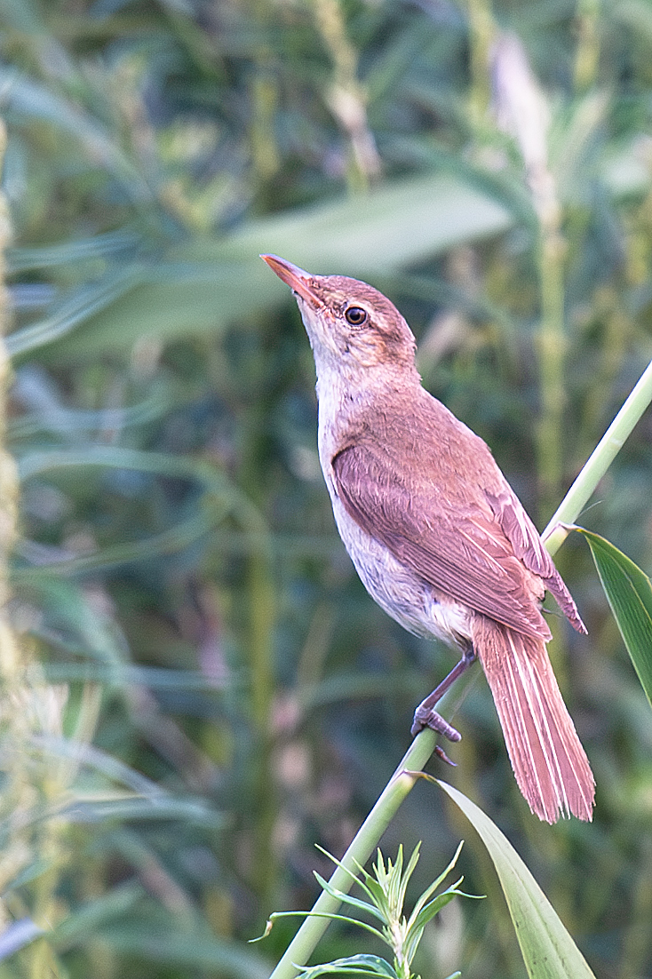 Oriental Reed Warbler