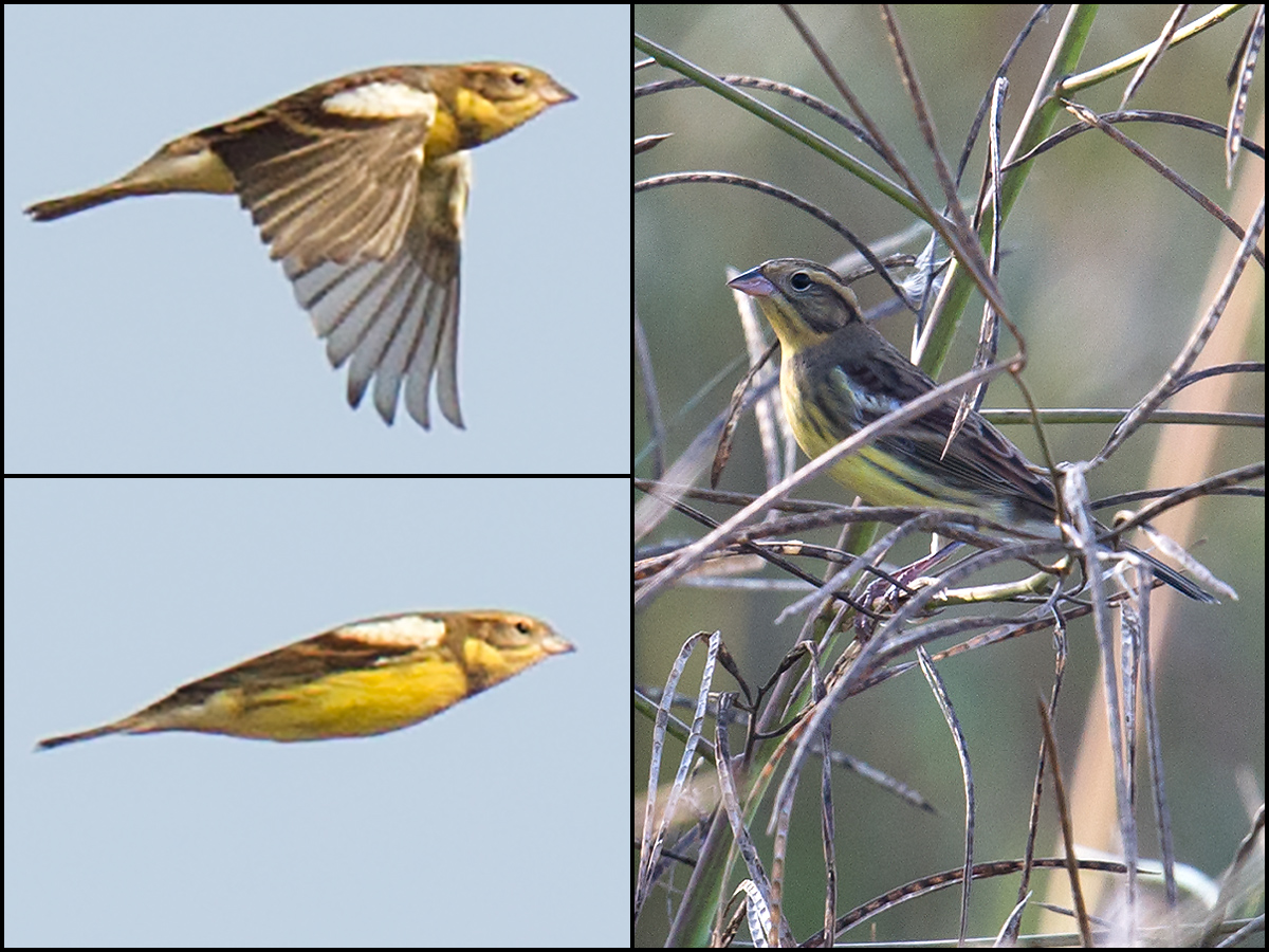 Yellow-breasted Bunting