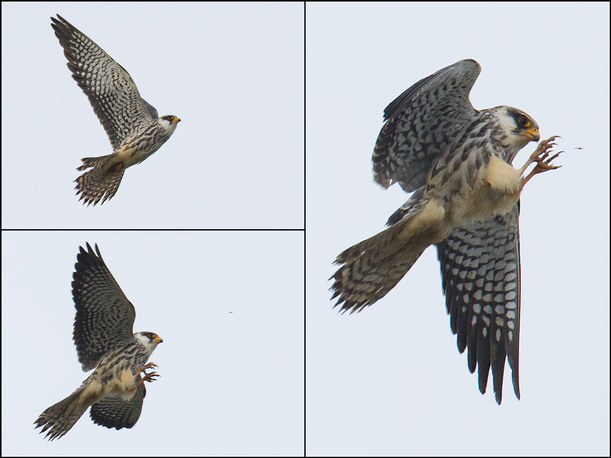 Amur Falcon