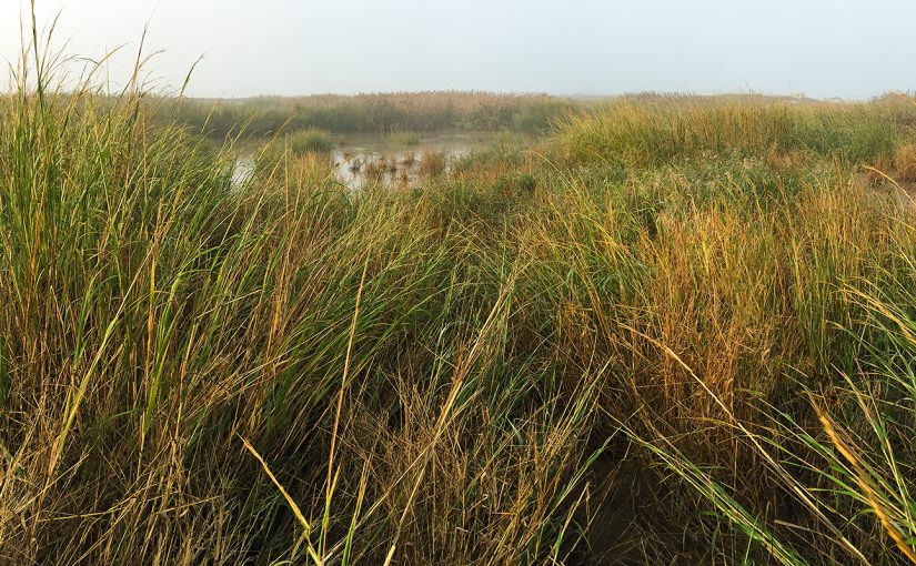 Shot of high-quality remnant reed bed at a site called Iron Track (31.003613, 121.907883). Iron Track is a site within the reed beds lining the Dazhi River near Binhai. The reed beds are in good condition and support a wide variety of species, among them Reed Parrotbill. As Nanhui falls to the backhoe, and with prospects of a revival of the defunct wetland reserve looking dim, future birders will turn to hidden corners such as Iron Track to find species.