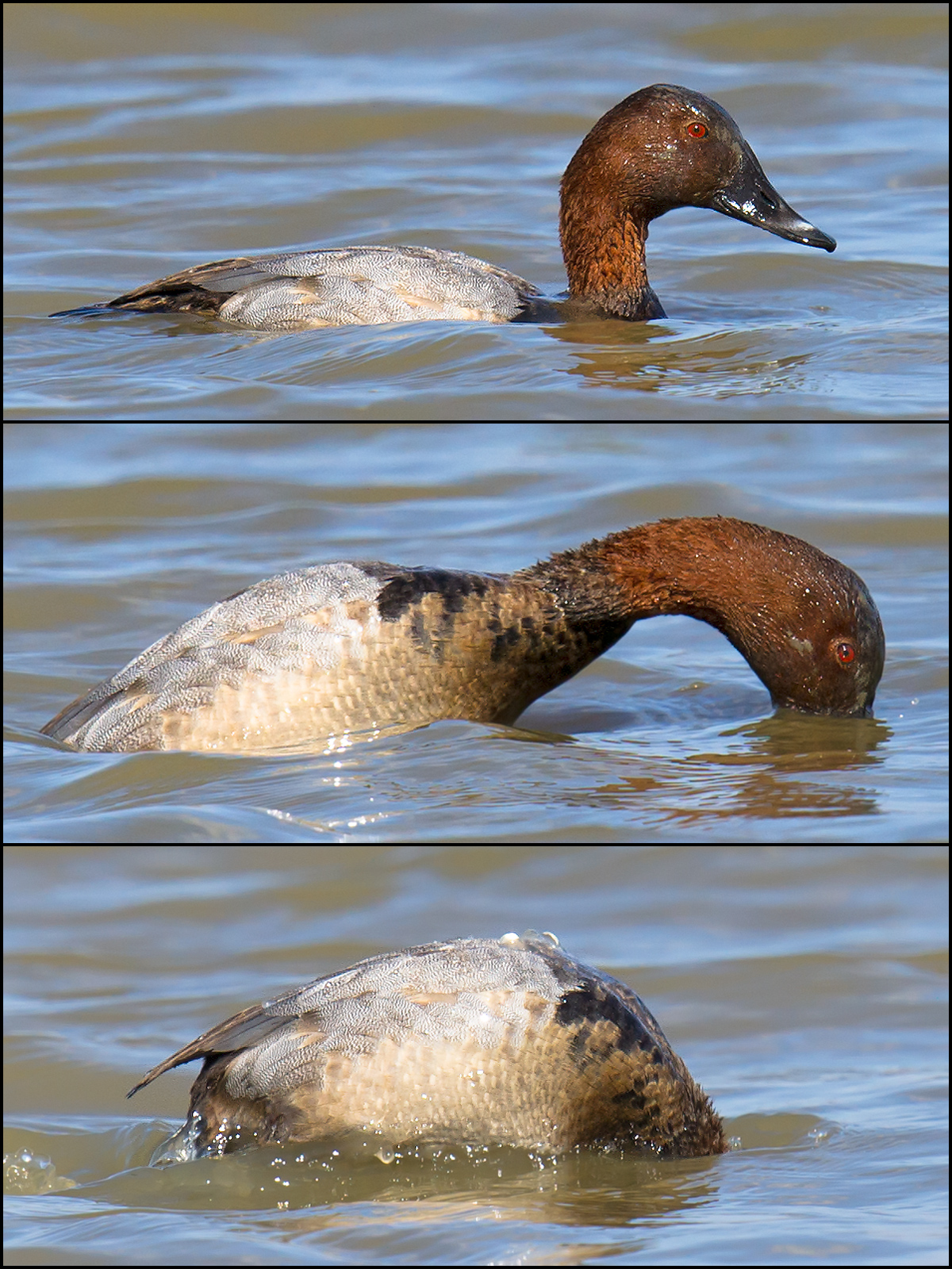 Common Pochard