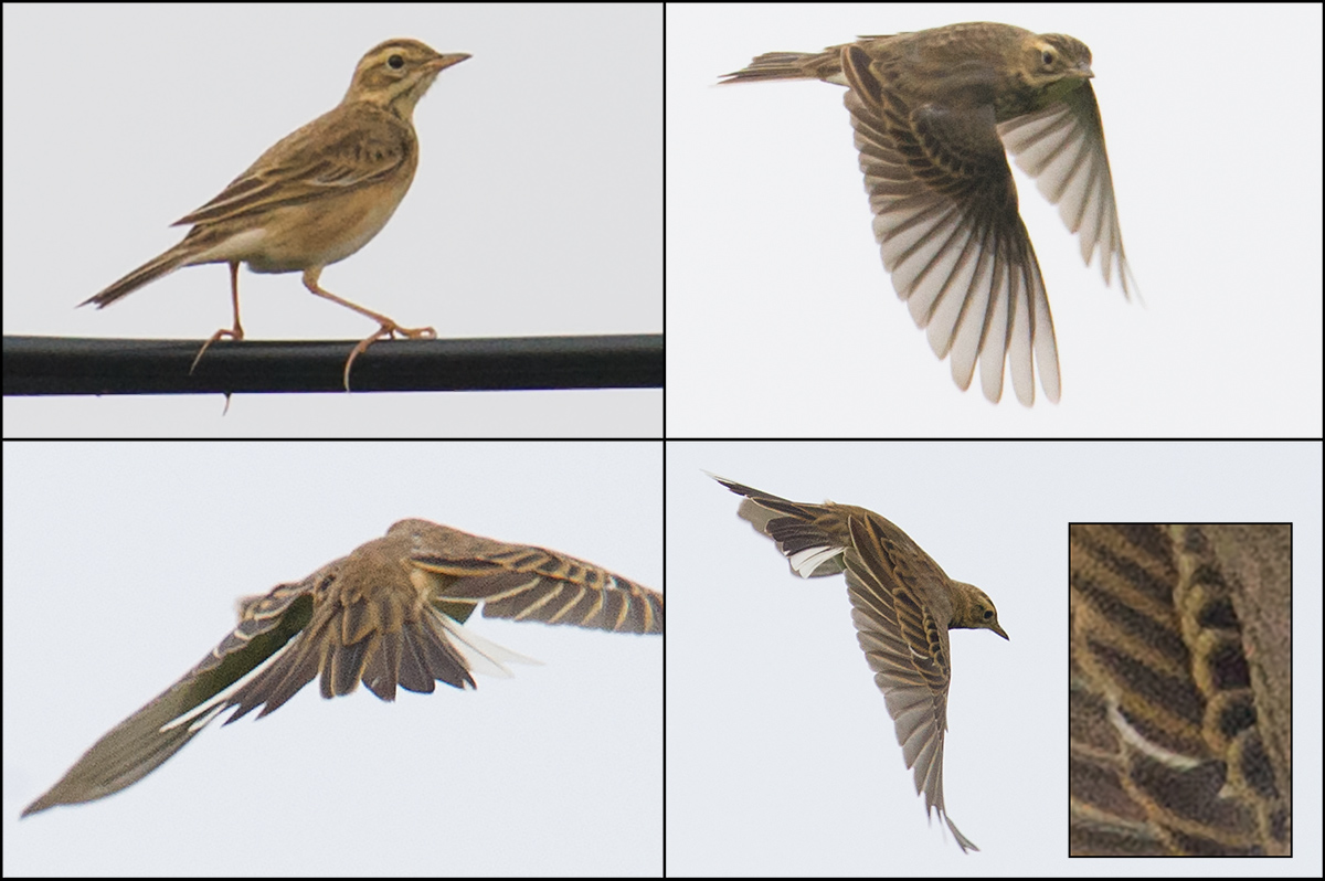 Richard's Pipit