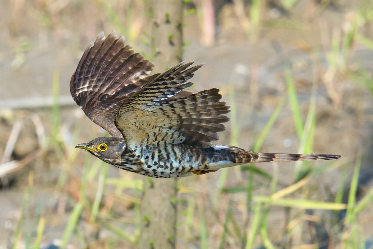 Large Hawk-Cuckoo, Shanghai. Craig Brelsford.