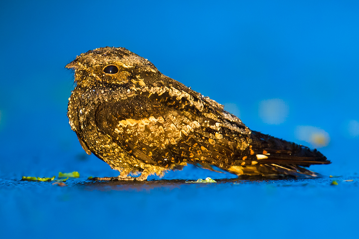 Grey Nightjar