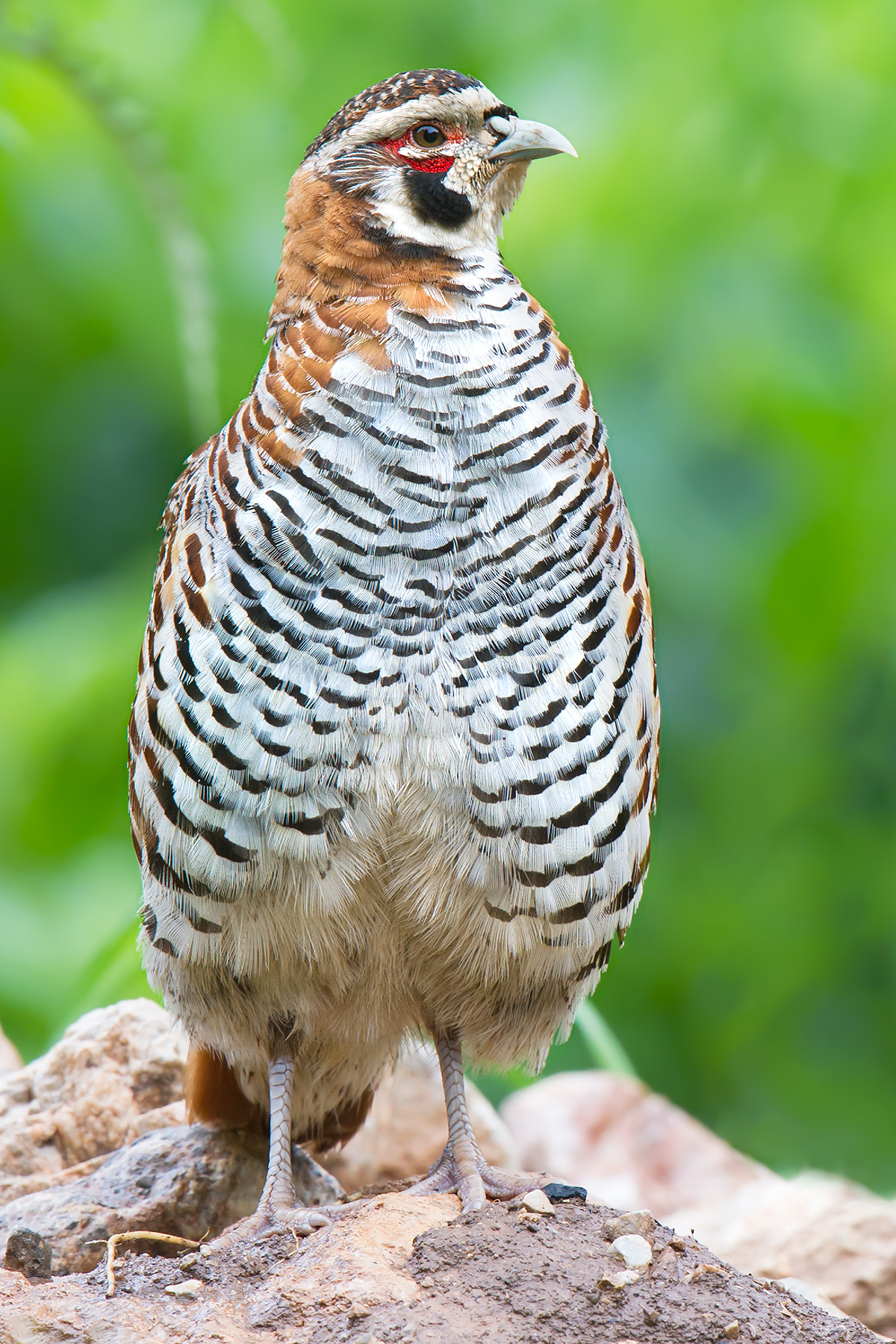 Tibetan Partridge