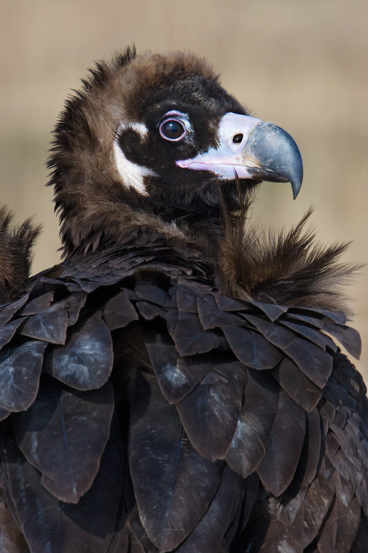 Cinereous Vulture, 23 Jan. 2016. Photo by Craig Brelsford.