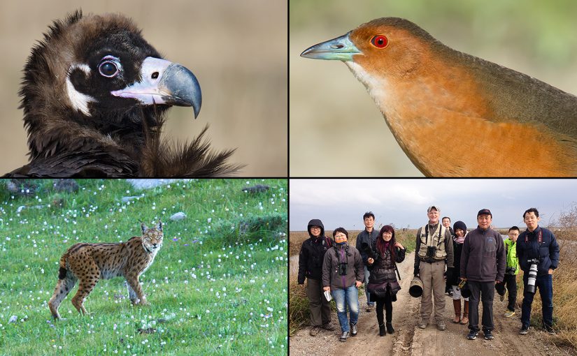 2016 highlights, clockwise from top left: Cinereous Vulture in Shanghai, Band-bellied Crake in Heilongjiang, leading local birders at Nanhui, and Tibetan Lynx in Qinghai.