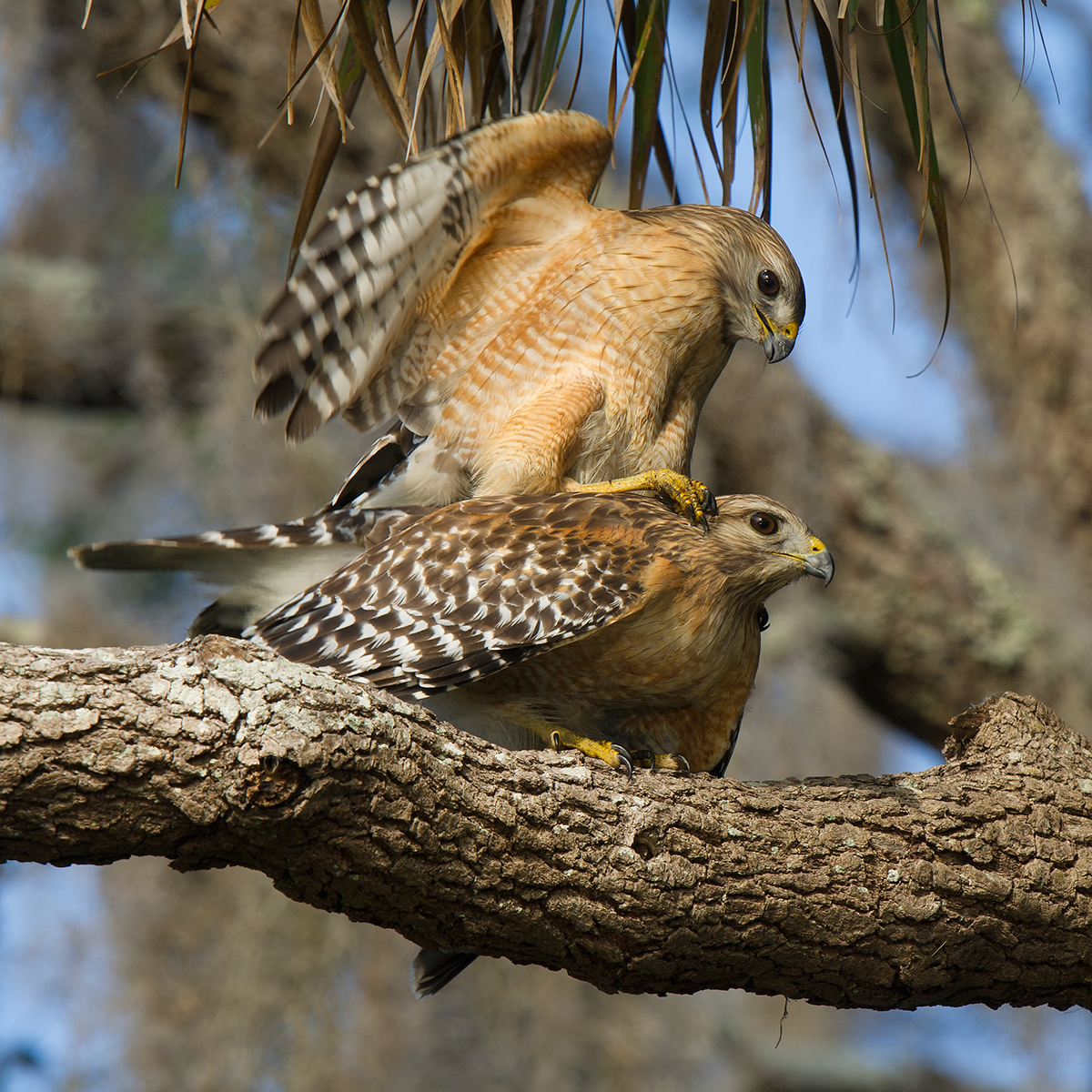 Red-shouldered Hawk Buteo lineatus, © Craig Brelsford (craigbrelsford.com, shanghaibirding.com). 27 Jan. 2017. Gemini Springs Park. Debary, Florida, USA. Action in this photo occurred at 28.861771, -81.309276.