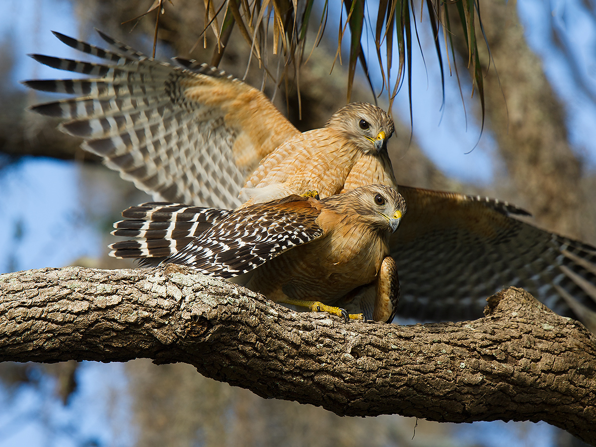 Red-shouldered Hawk Buteo lineatus, © Craig Brelsford (craigbrelsford.com, shanghaibirding.com). 27 Jan. 2017. Gemini Springs Park. Debary, Florida, USA. Action in this photo occurred at 28.861771, -81.309276.