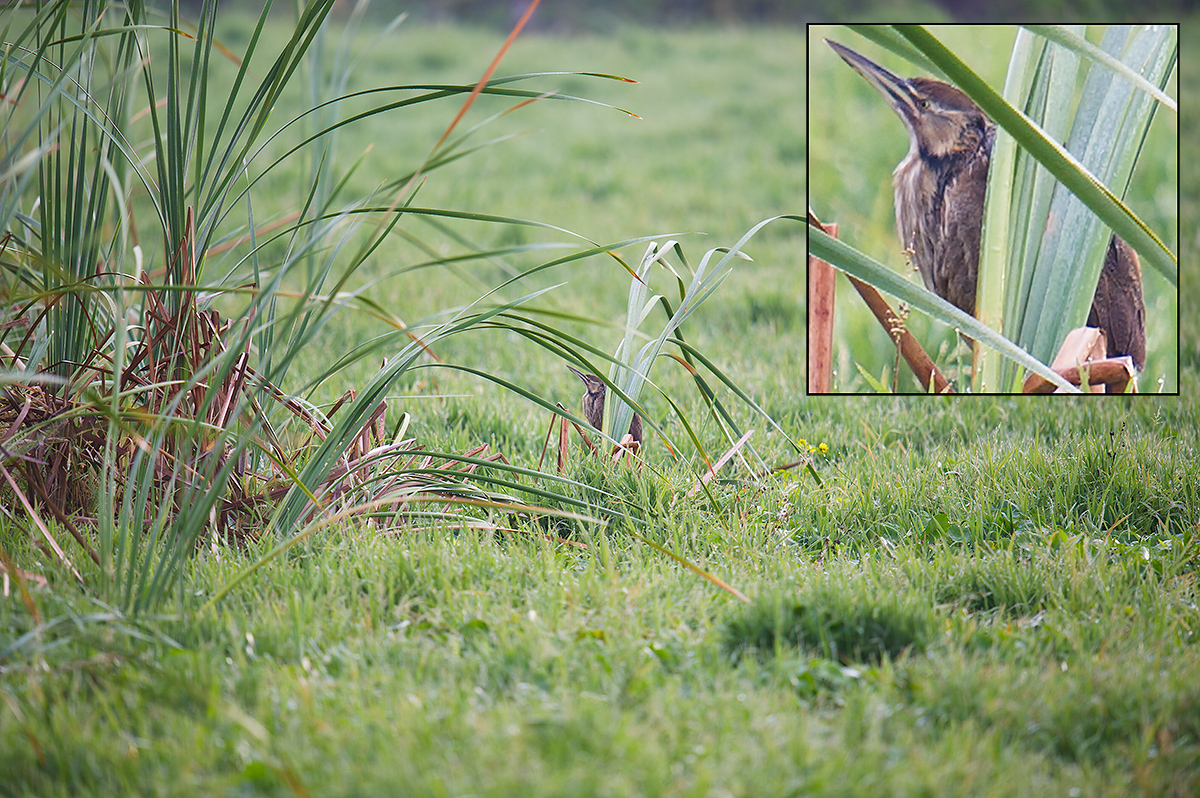 American Bittern