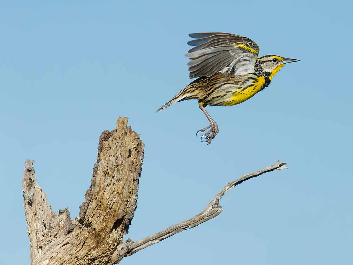 Eastern Meadowlark
