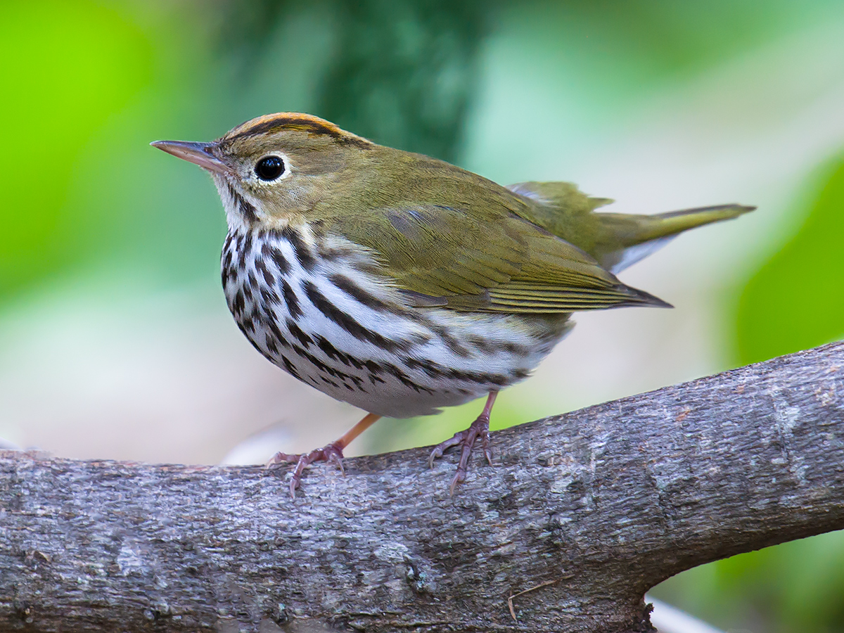 Ovenbird