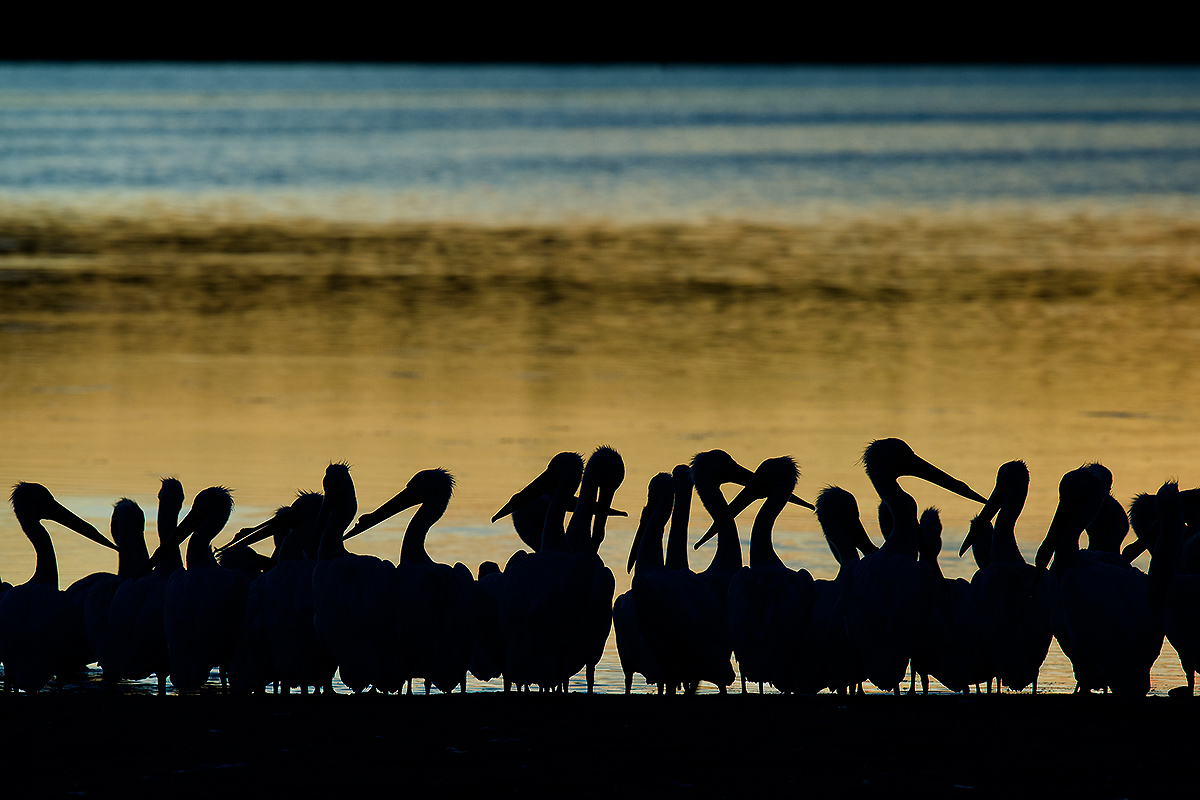 Pelicans