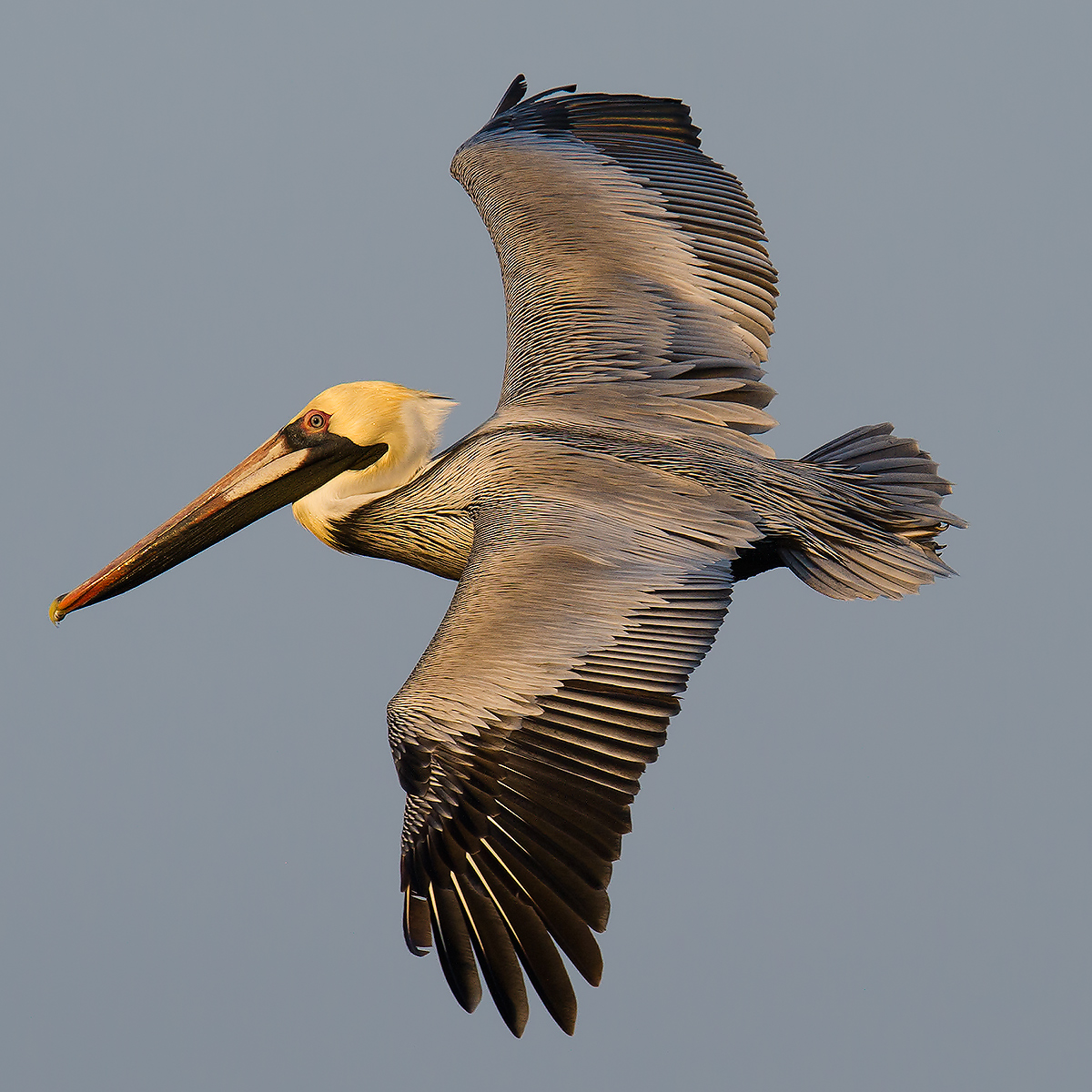 Brown Pelican