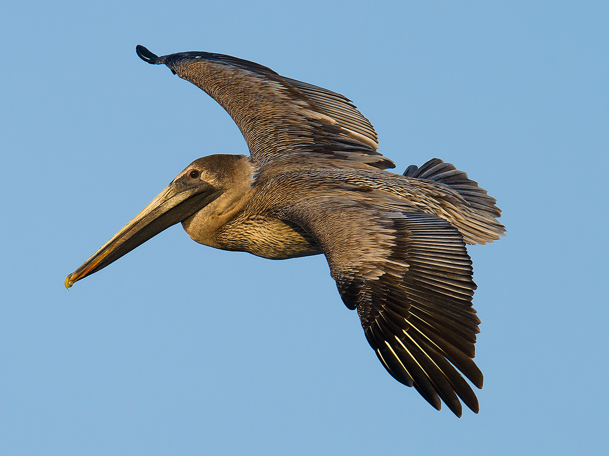 Brown Pelican