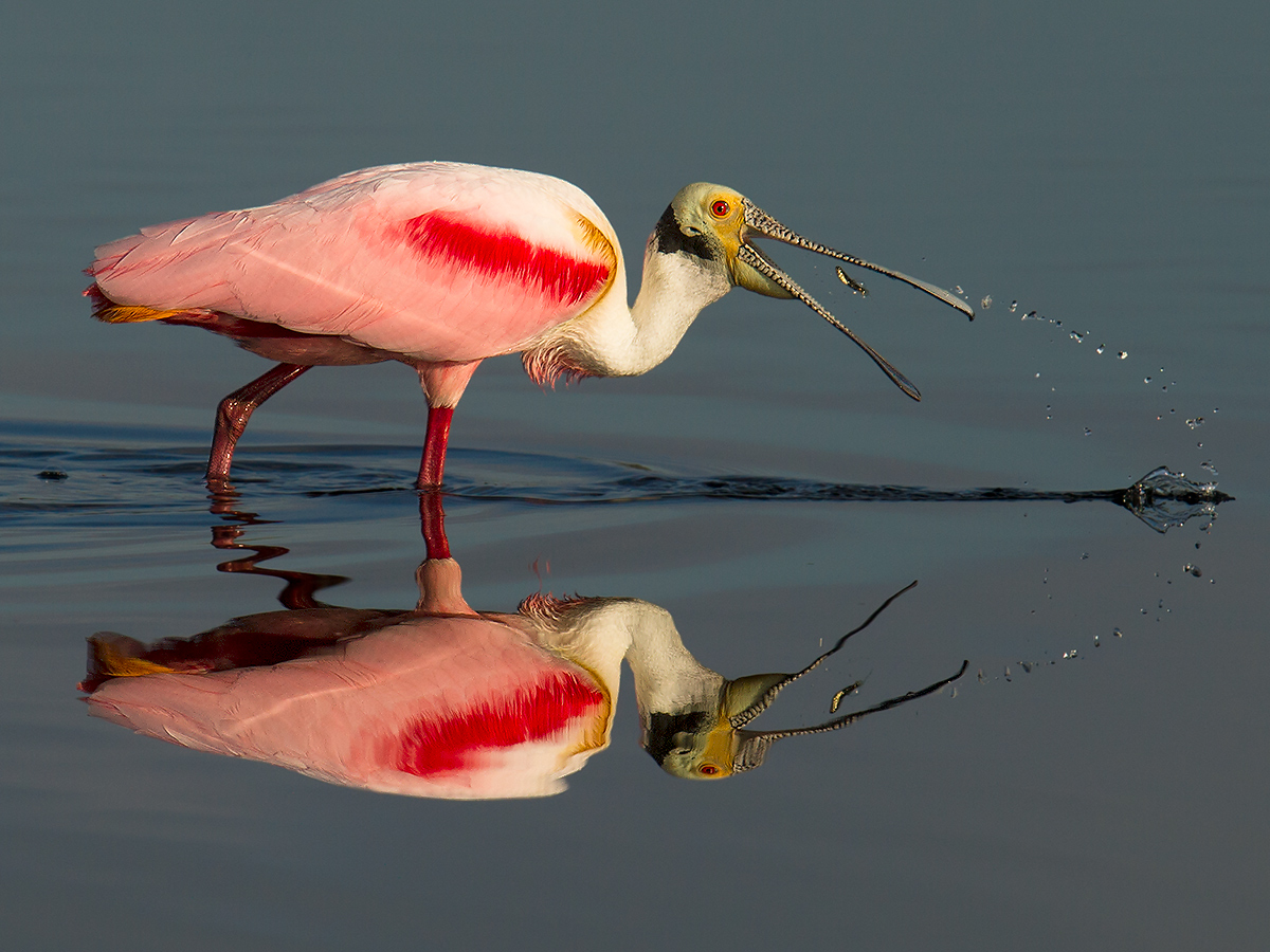 Roseate Spoonbill