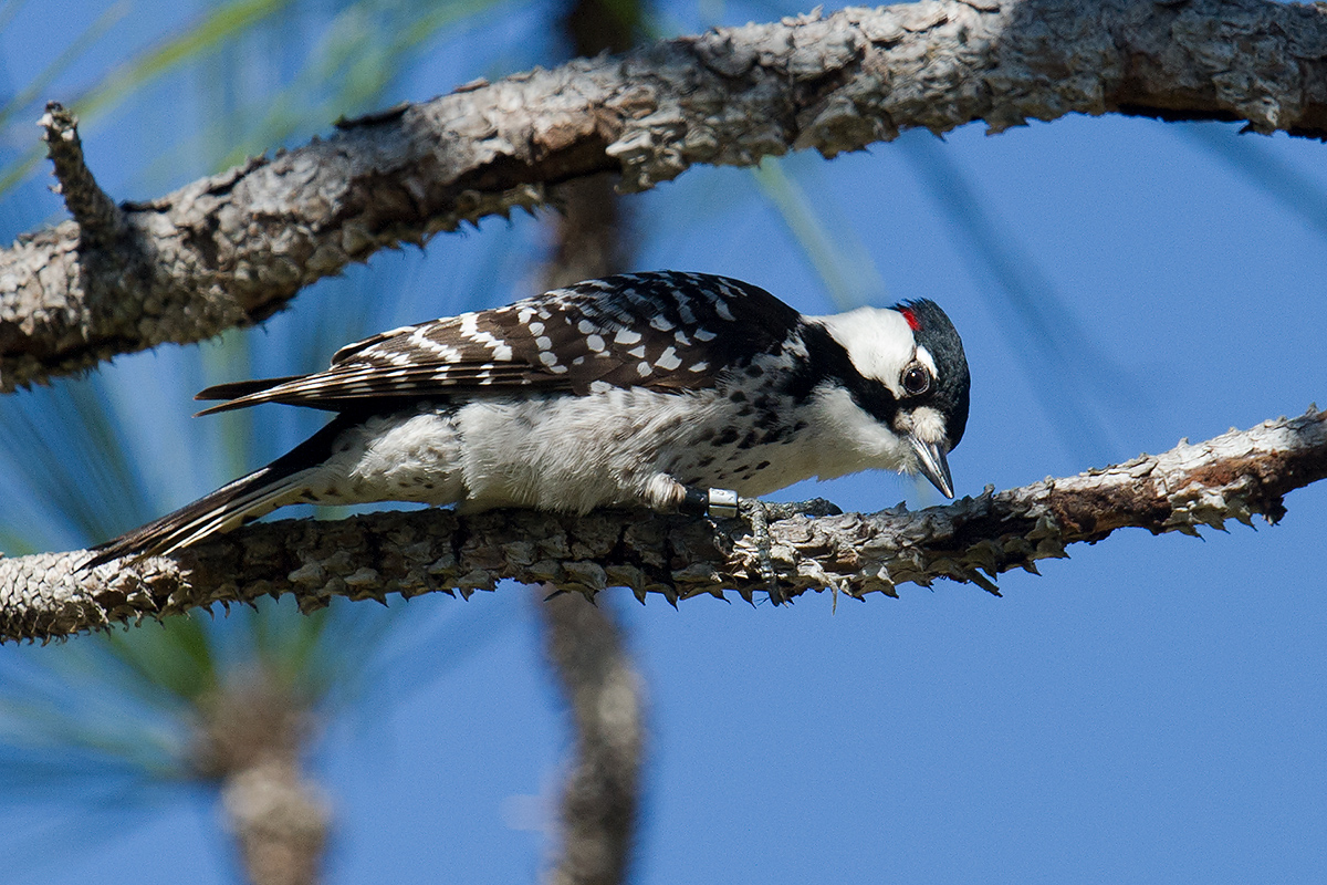Red-cockaded Woodpecker