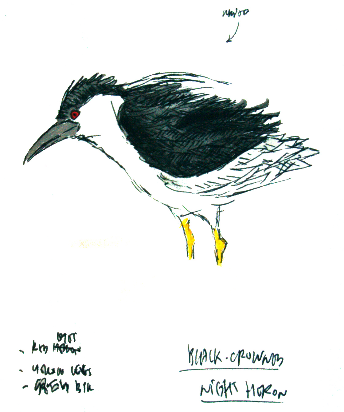 Black-crowned Night Heron