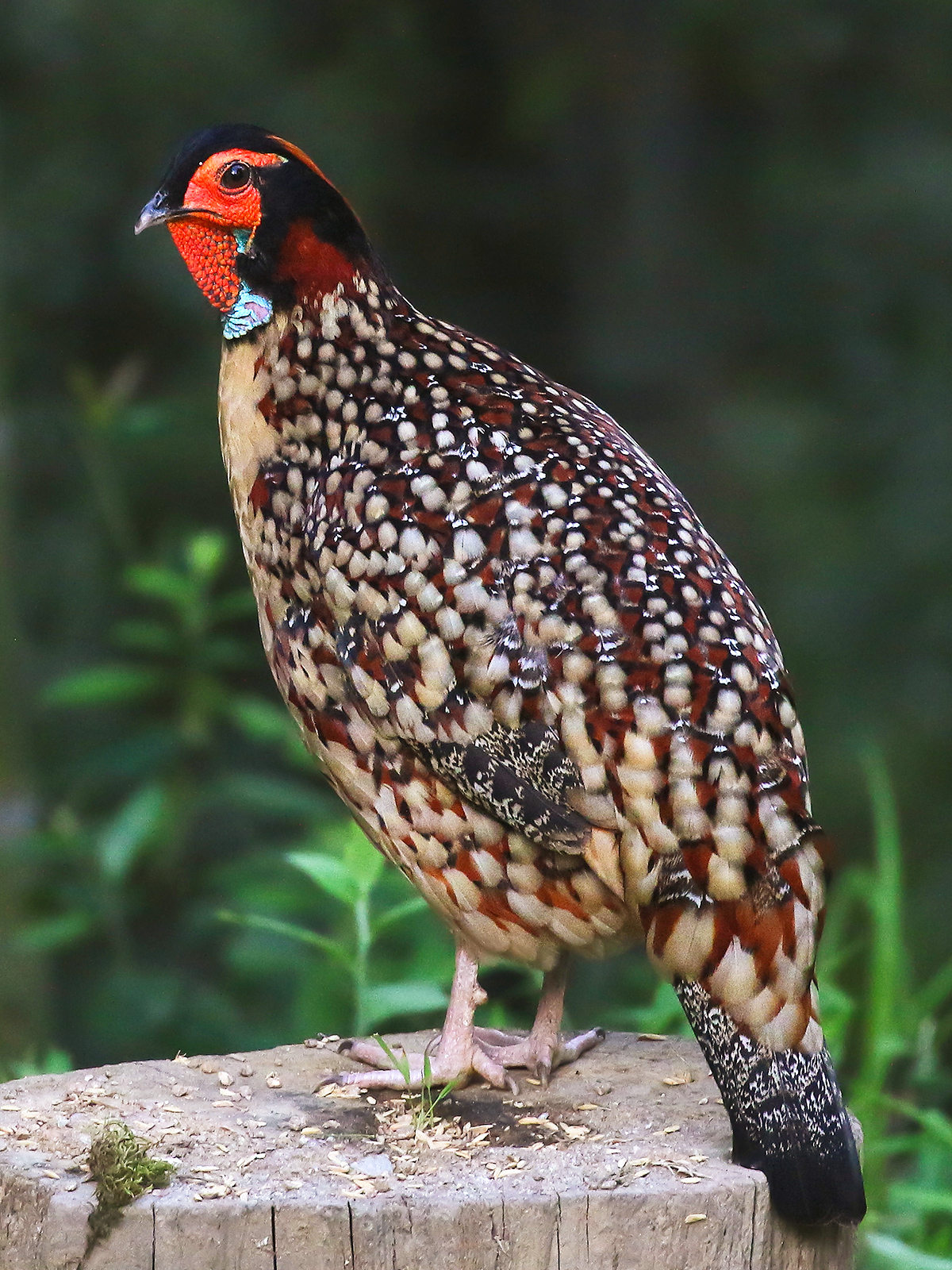 Cabot's Tragopan