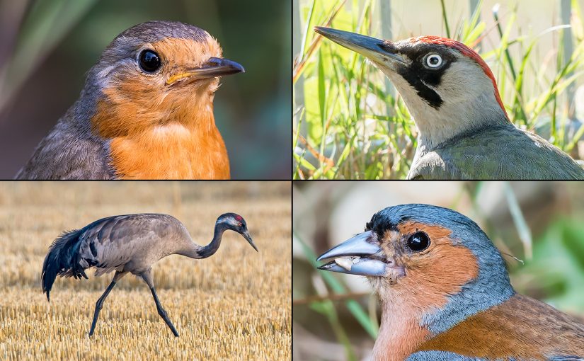 Four species of bird found in Europe. July 2018. (Kai Pflug)