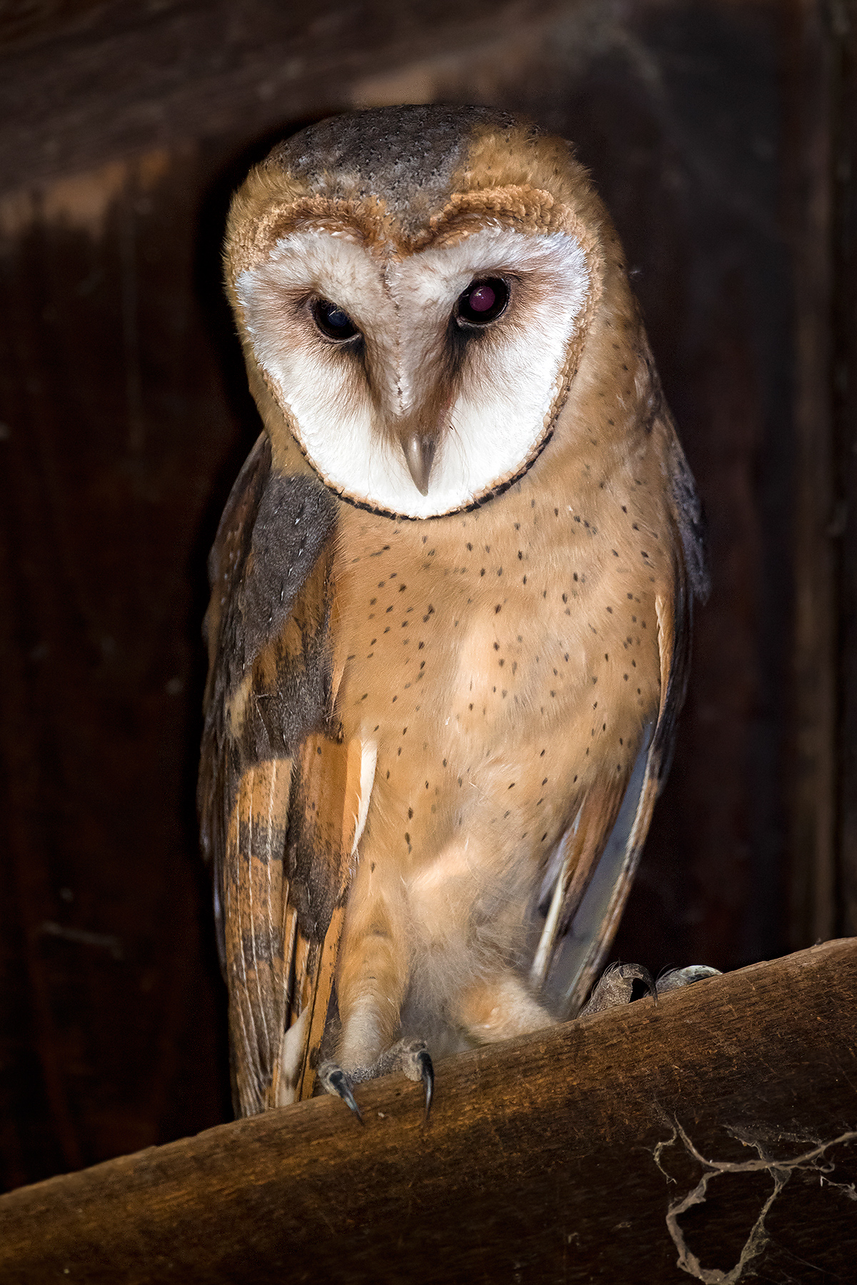 Western Barn Owl Tyto alba (Kai Pflug)