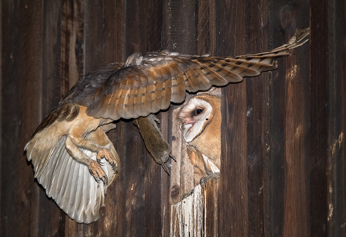 Western Barn Owl with prey. (Kai Pflug)