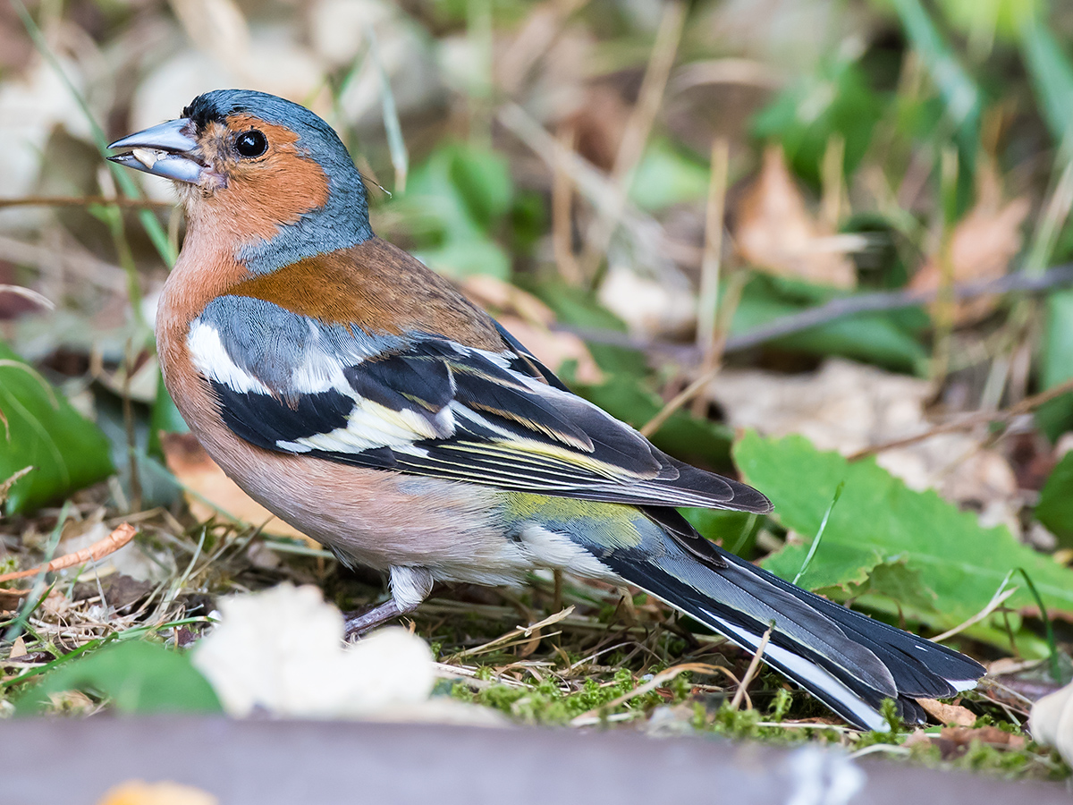 Common Chaffinch Fringilla coelebs, male. (Kai Pflug)