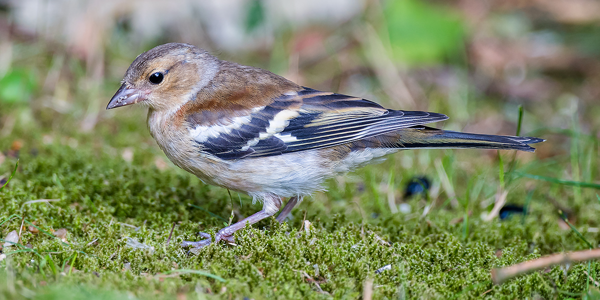 Common Chaffinch Fringilla coelebs, female. (Kai Pflug)