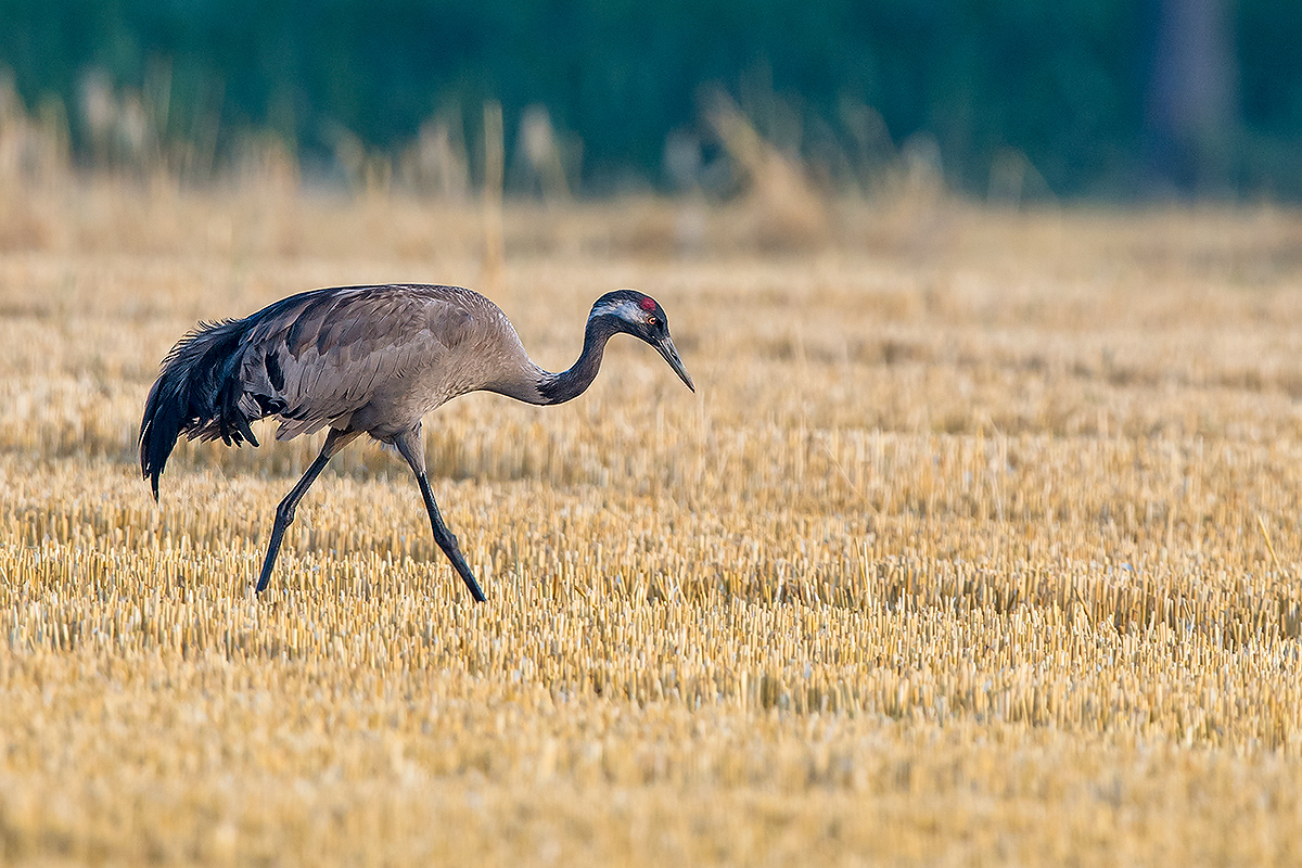 Common Crane Grus grus. (Kai Pflug)