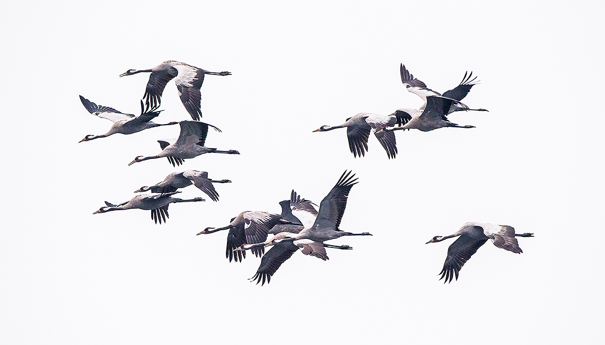 Common Crane, flock in flight. (Kai Pflug)