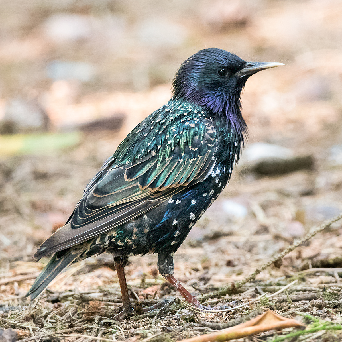 Common StarlingSturnus vulgaris. (Kai Pflug)