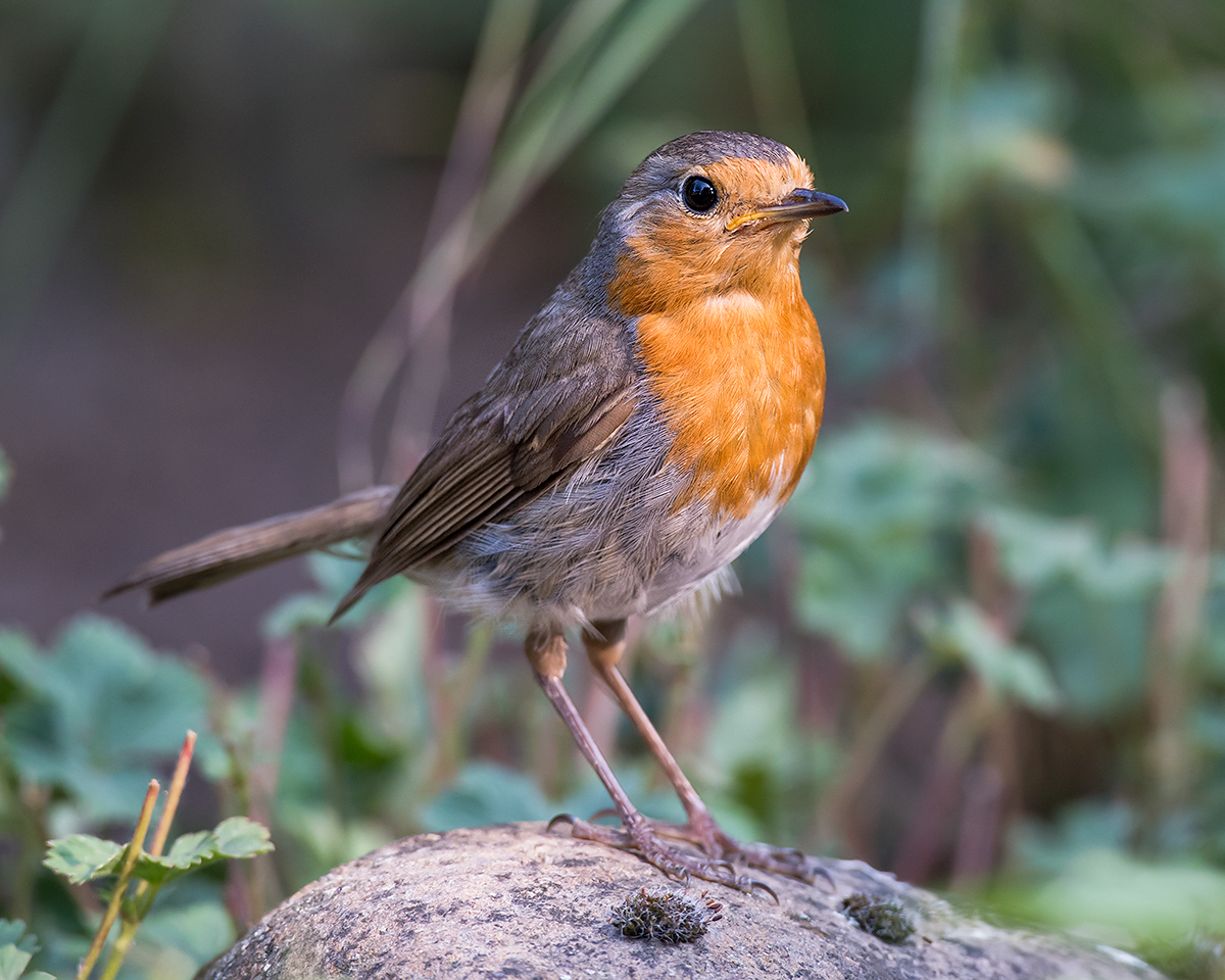 European Robin Erithacus rubecula (Kai Pflug)