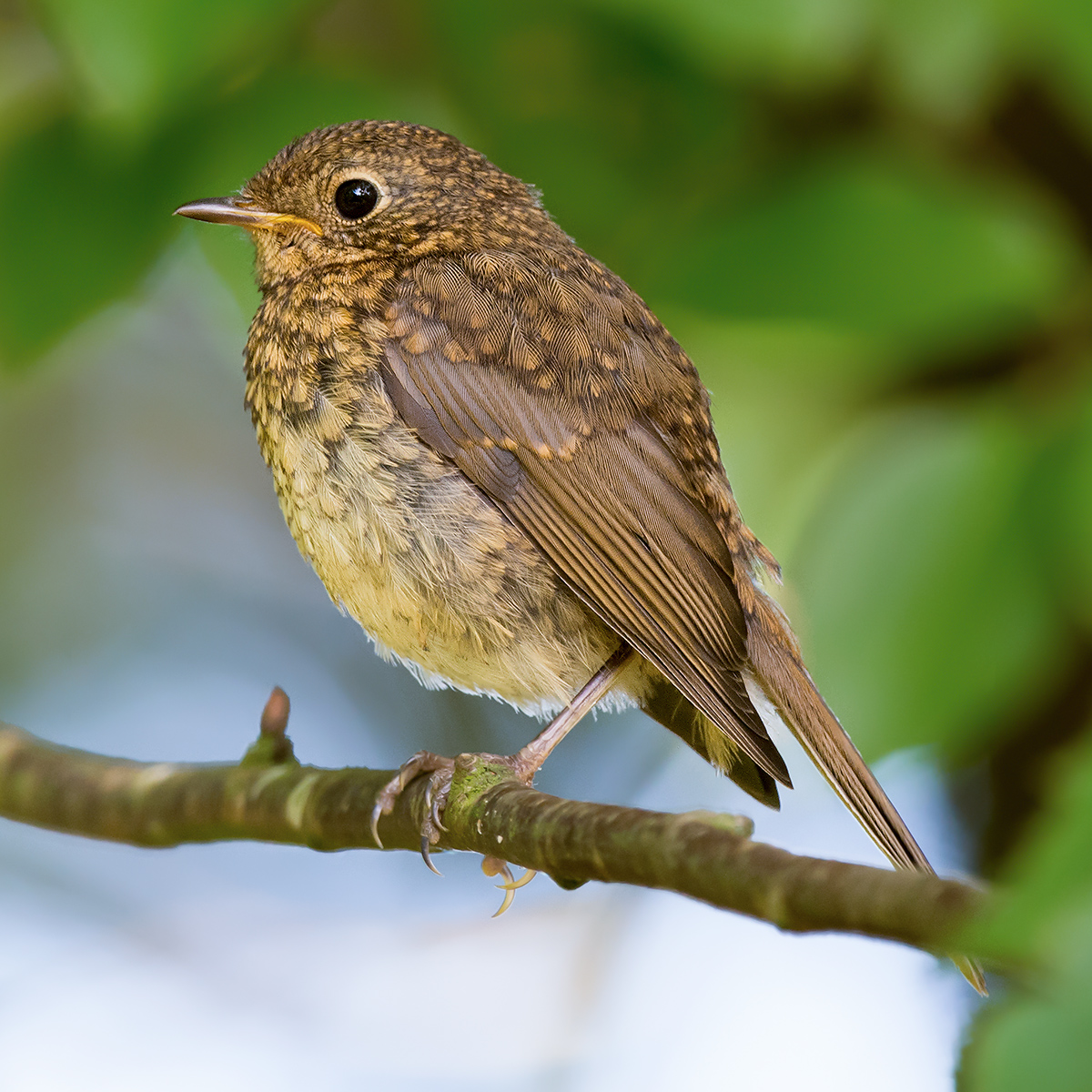 European Robin juvenile. (Kai Pflug)