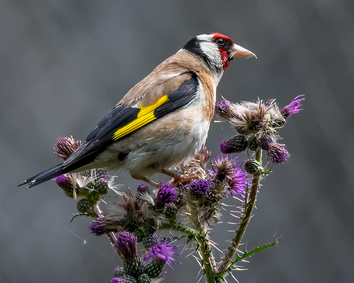 European Goldfinch Carduelis carduelis (Kai Pflug)