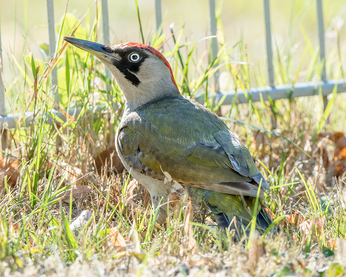 European Green Woodpecker Picus viridis, adult female. (Kai Pflug)