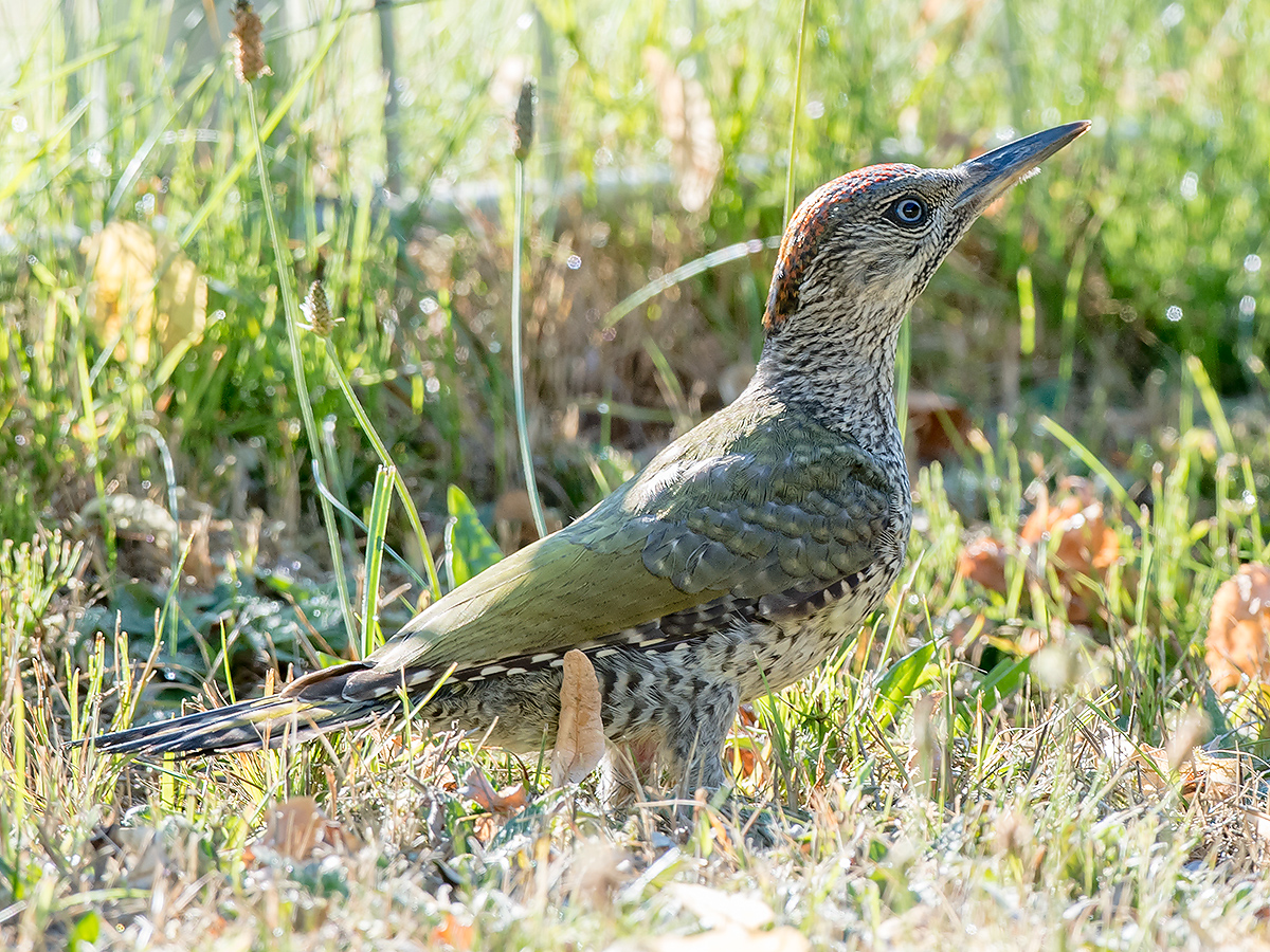 European Green Woodpecker Picus viridis, juvenile female. (Kai Pflug)