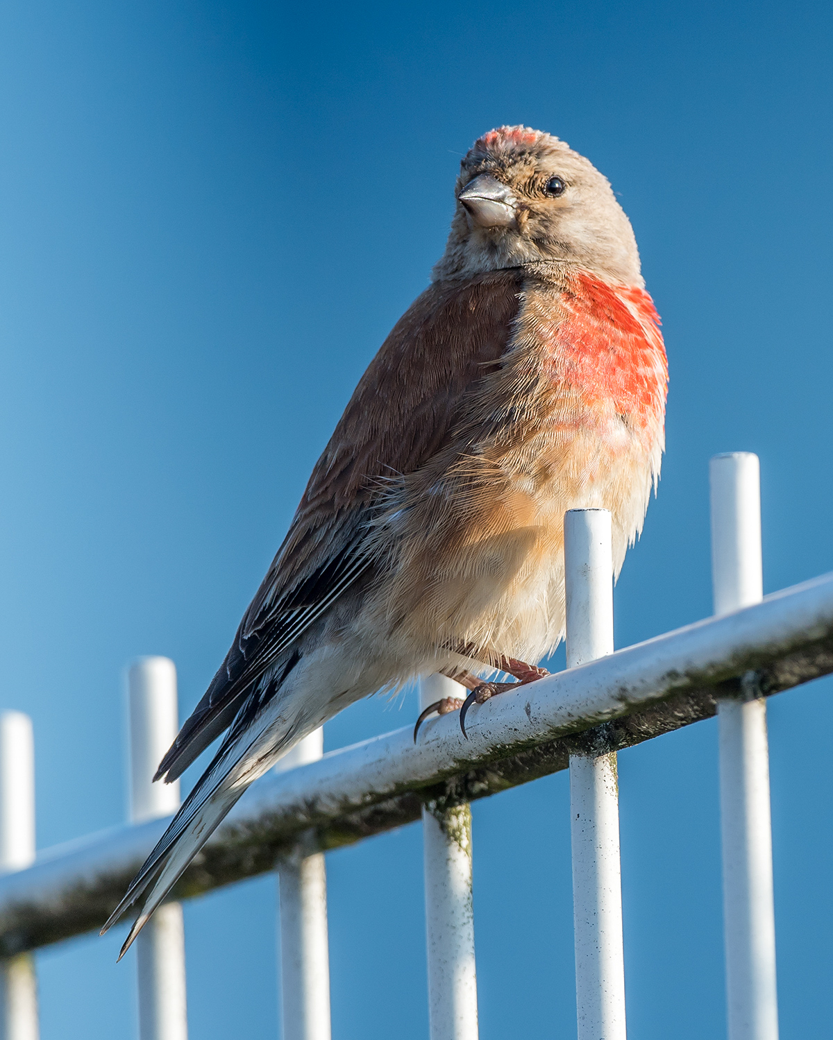 Common Linnet