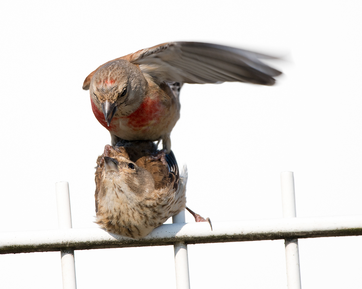 Common Linnet