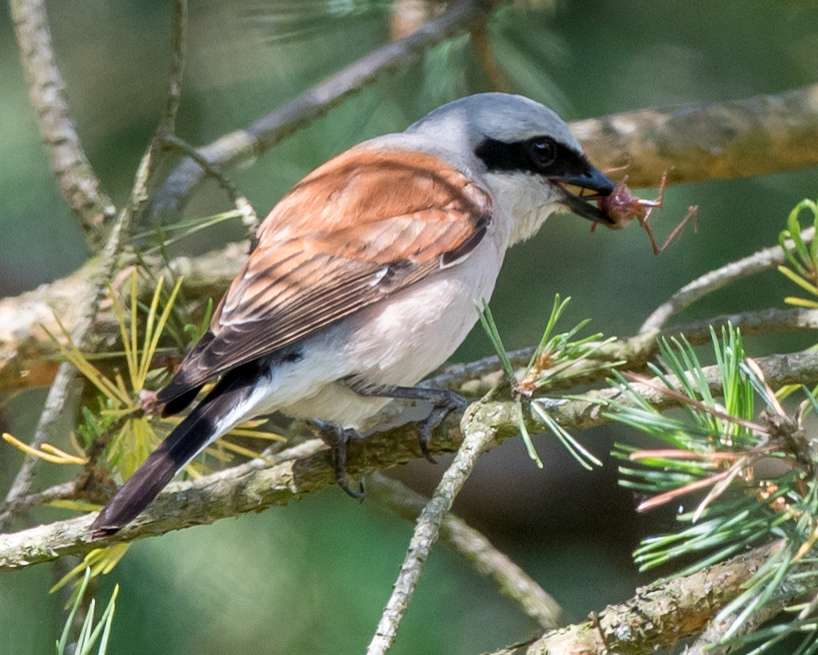 Red-backed Shrike Lanius collurio (Kai Pflug)