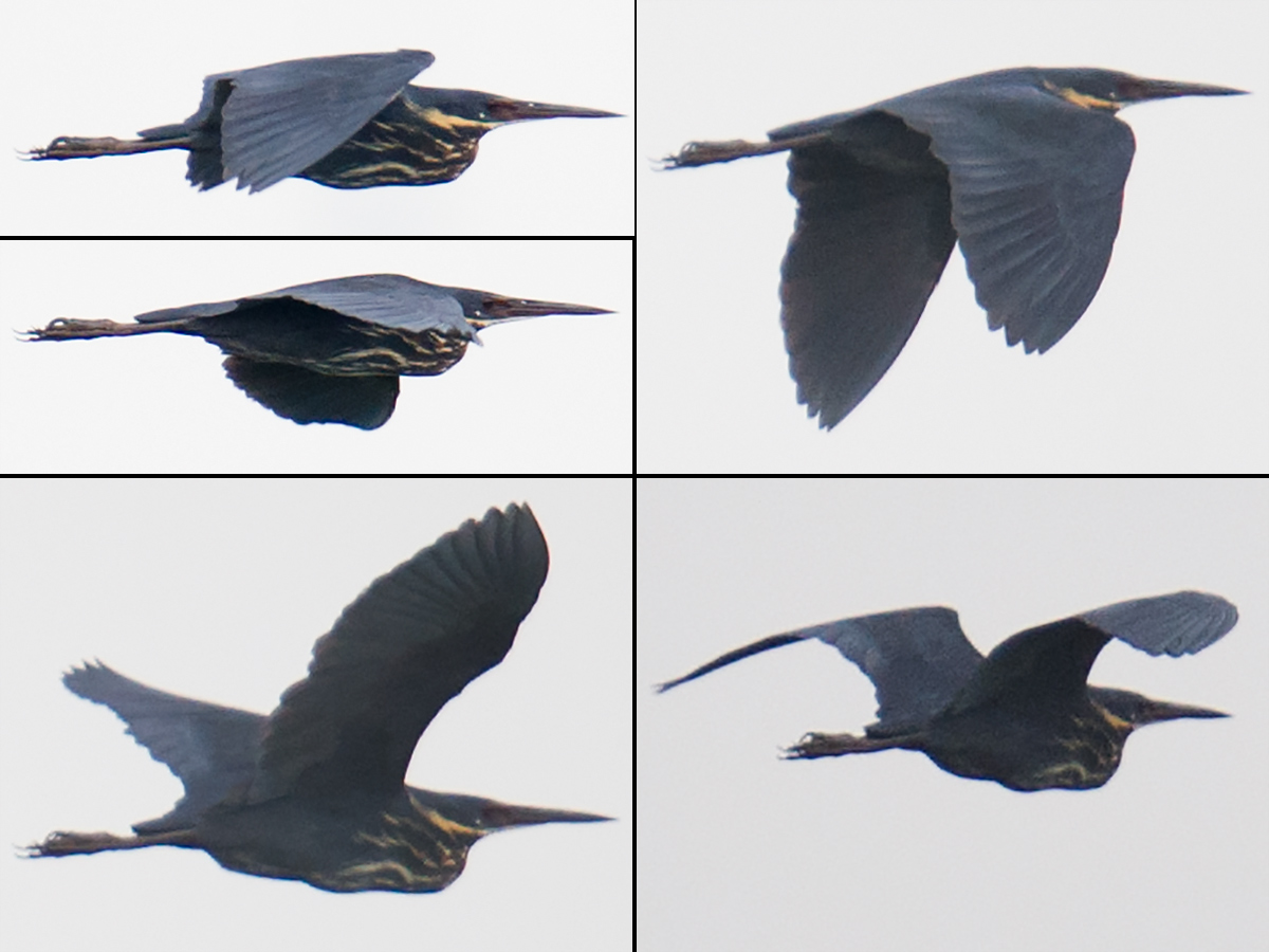 Black Bittern