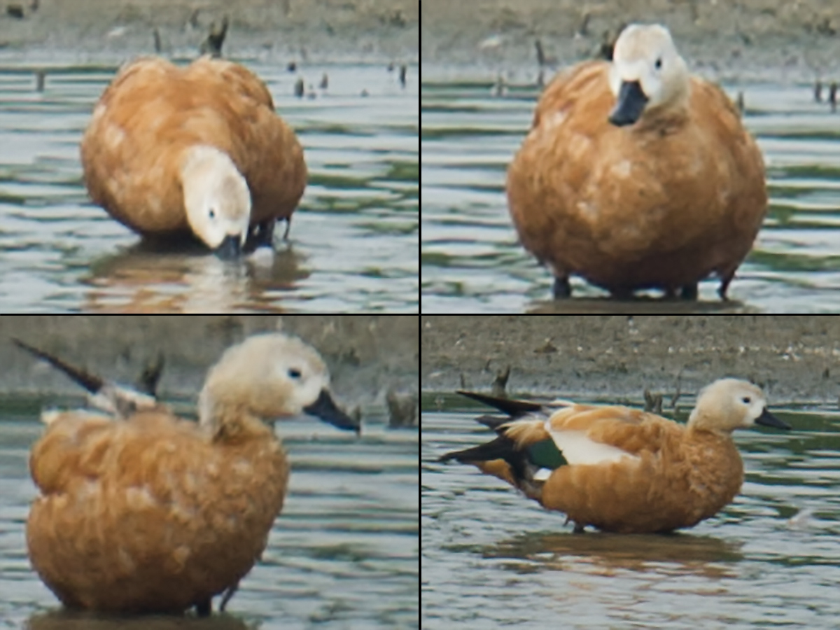 Ruddy Shelduck