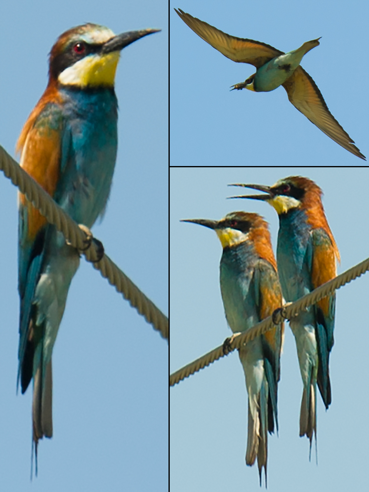 European Bee-eater