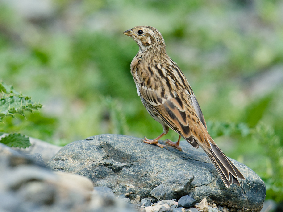 Pine Bunting