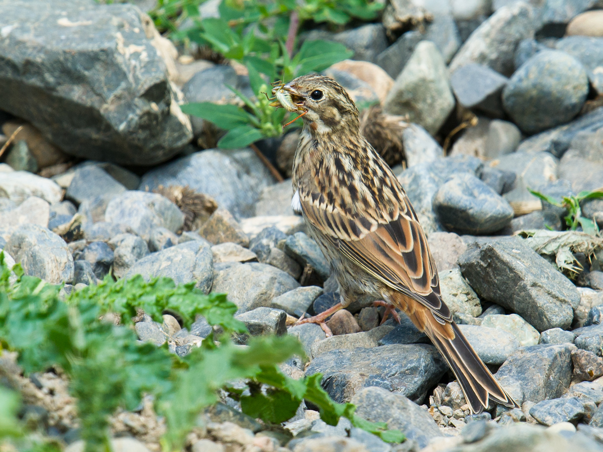 Pine Bunting