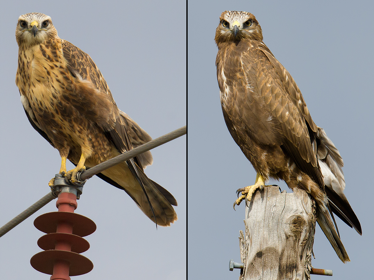 Long-legged Buzzard