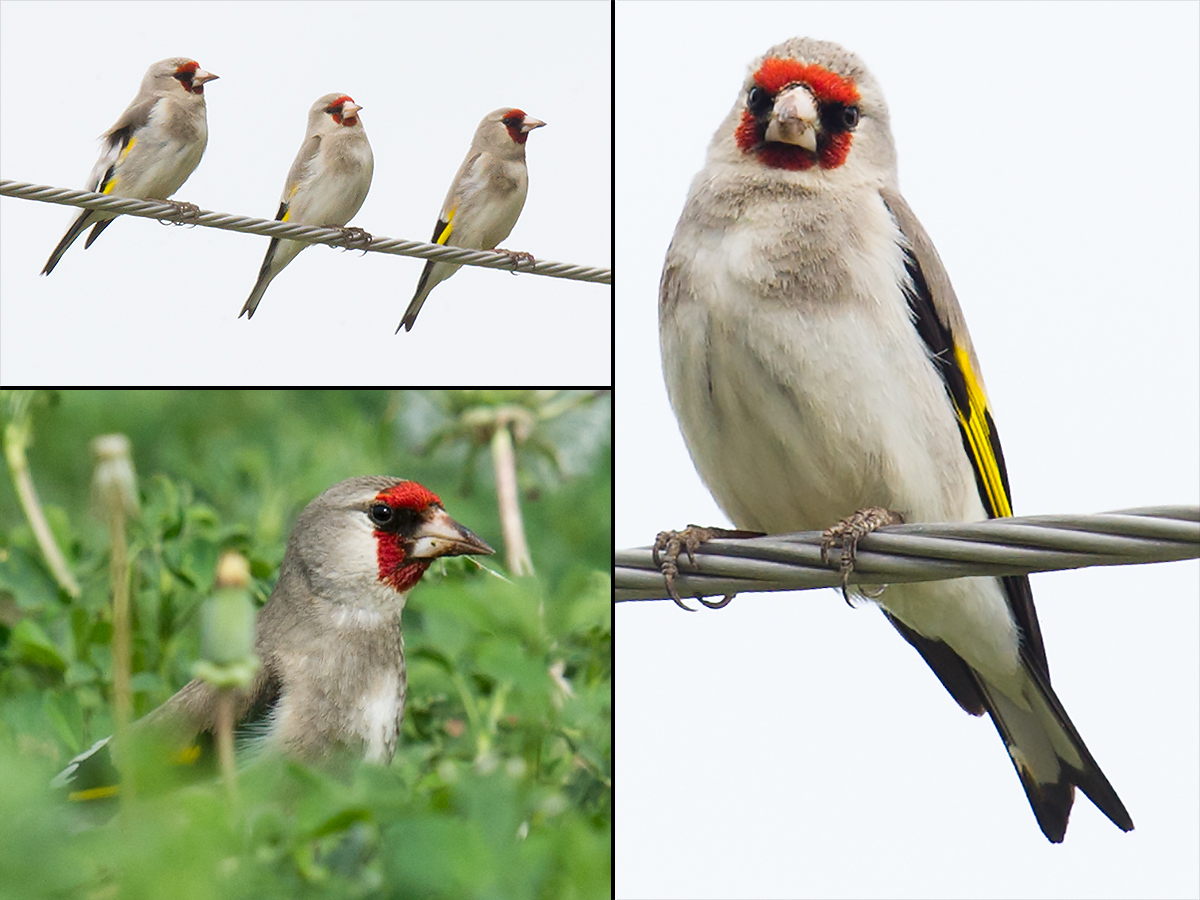 European Goldfinch