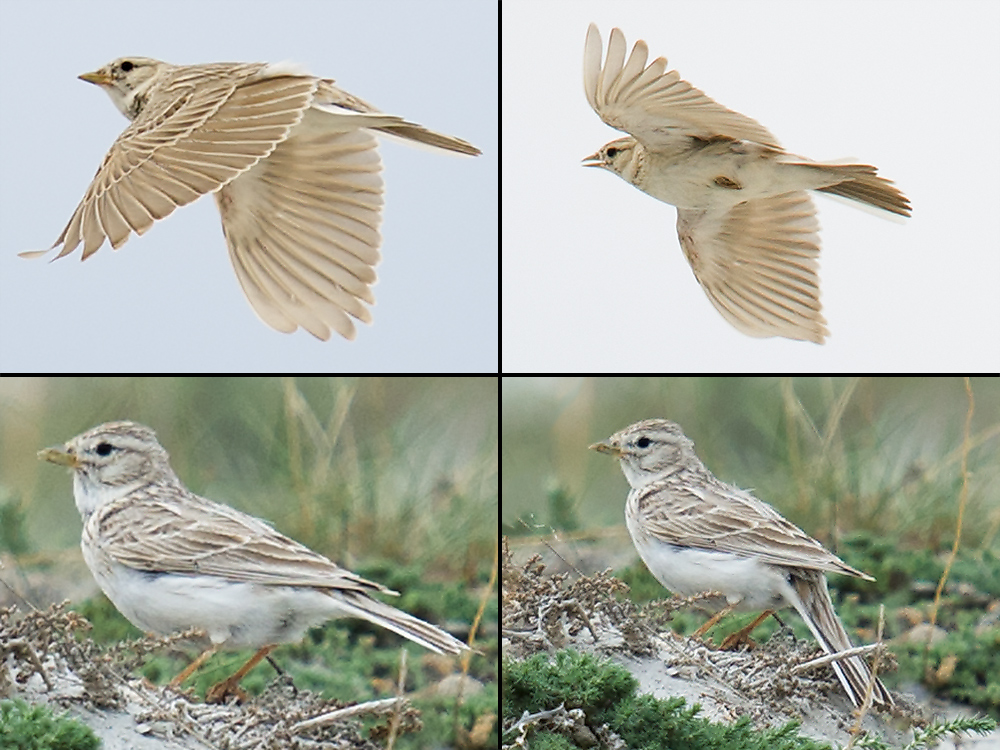 Asian Short-toed Lark