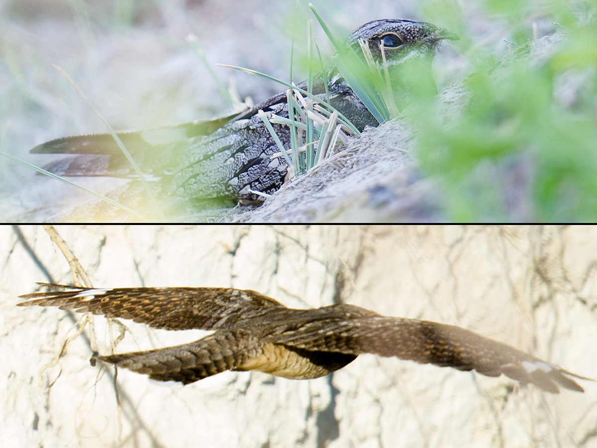 European Nightjar