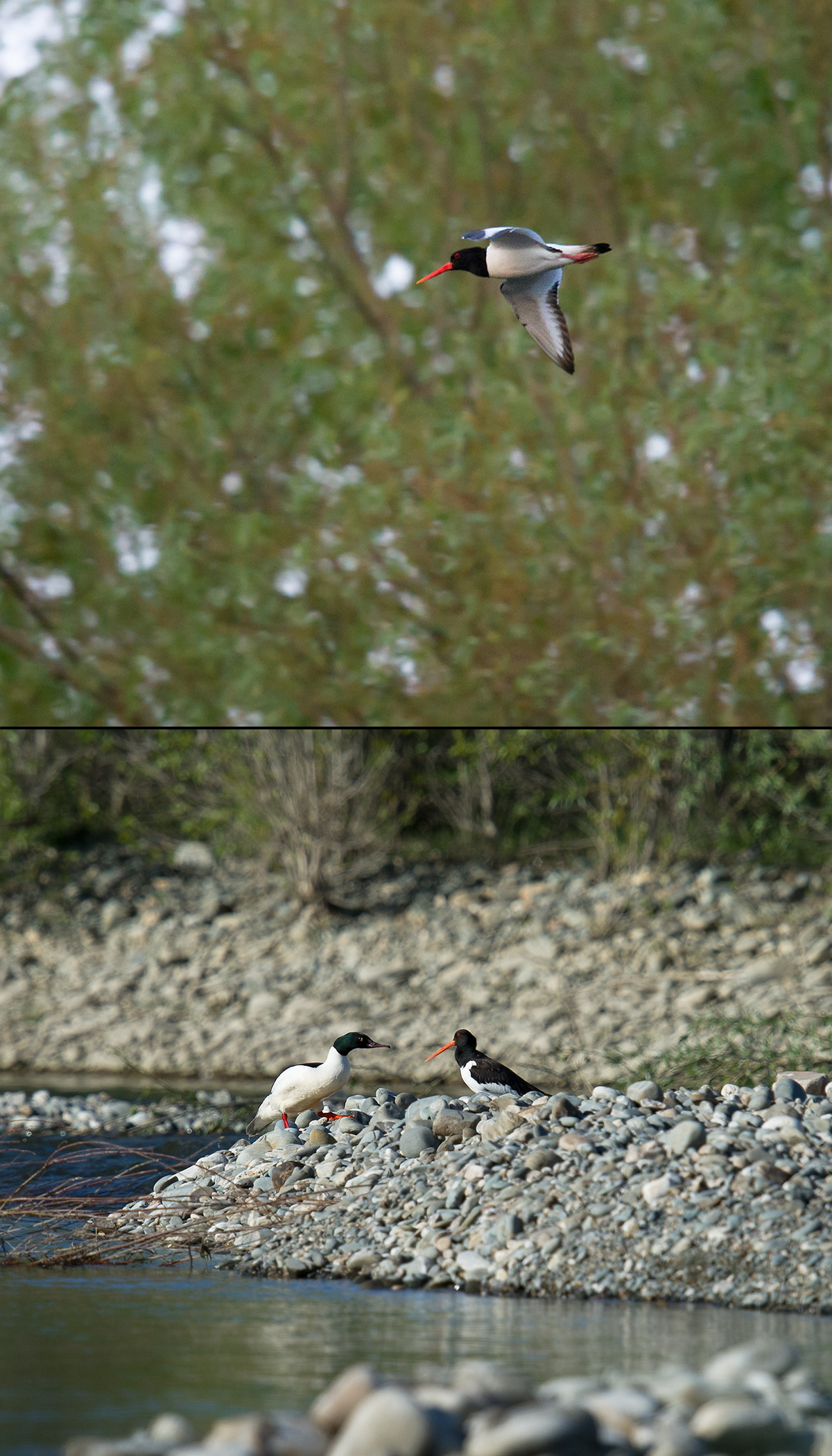 Eurasian Oystercatcher, Xinjiang